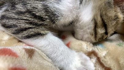 タオルでごろごろ中です